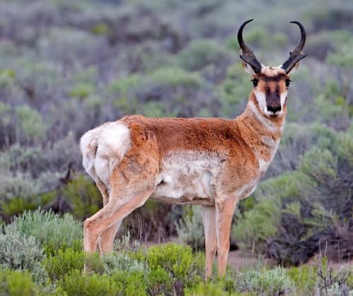 Pronghorn reference