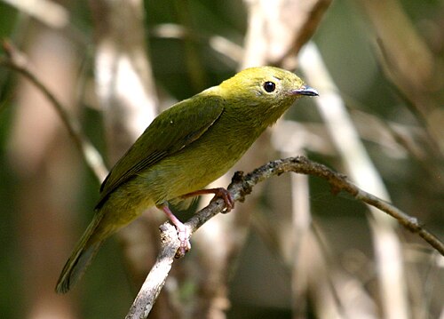 Helmeted Manakin reference