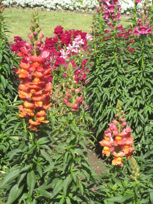 Snapdragon reference