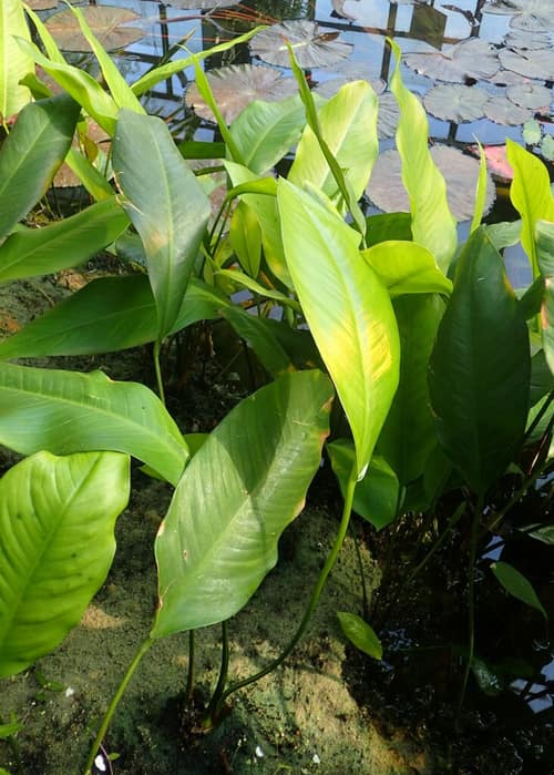 Variable-leaf Anubias reference