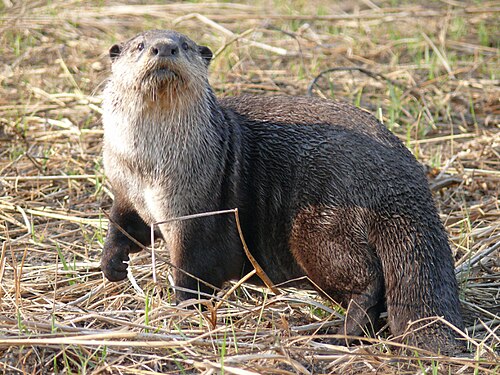 African Clawless Otter reference