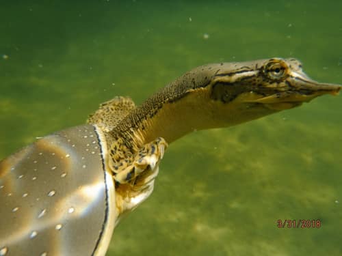 Spiny Softshell reference