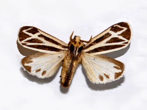 Nais Tiger Moth reference
