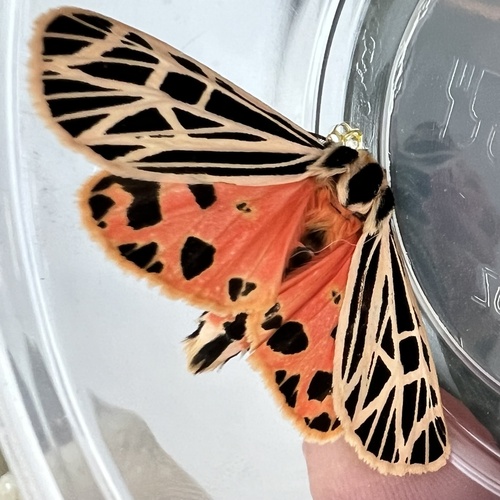 Virgin Tiger Moth reference