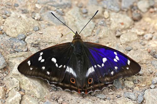 Purple Emperor reference