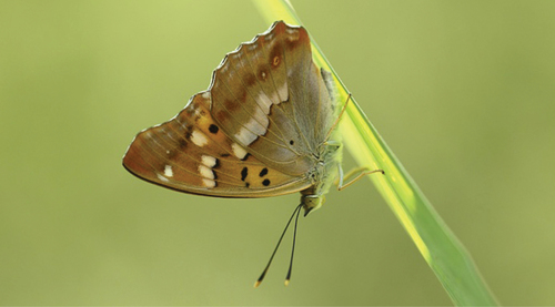 Freyer's Purple Emperor reference