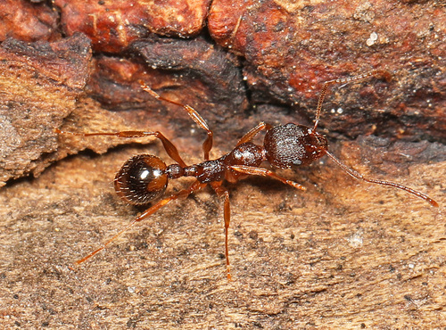 Woodland Ant reference