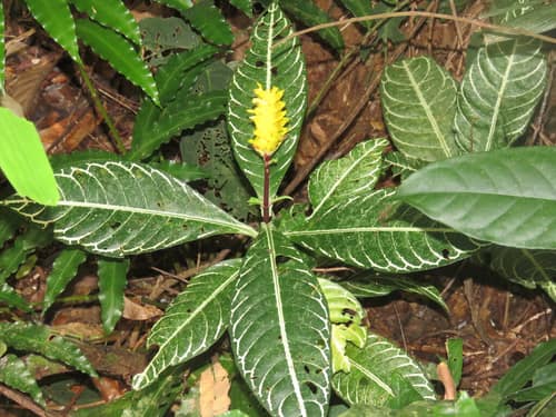 Zebra Plant reference