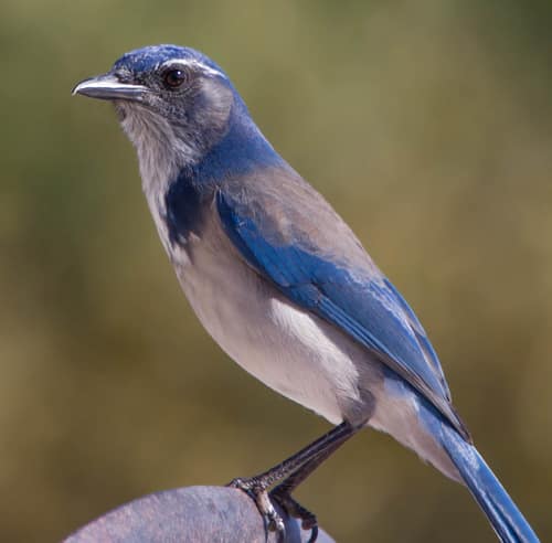 California Scrub-Jay reference