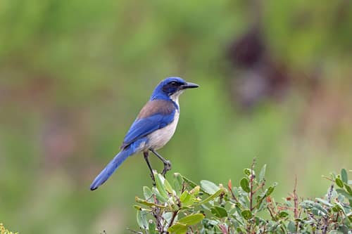 Island Scrub-Jay reference