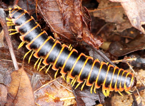 Kentucky Cherry Millipede reference