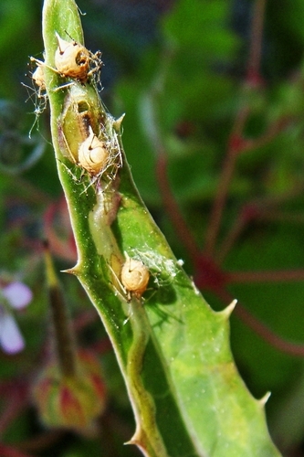 Aphid Parasitoid Wasp reference