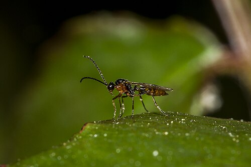 Aphid Parasitoid Wasp reference