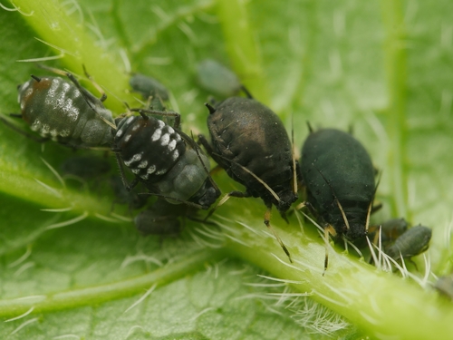 Black Bean Aphid reference