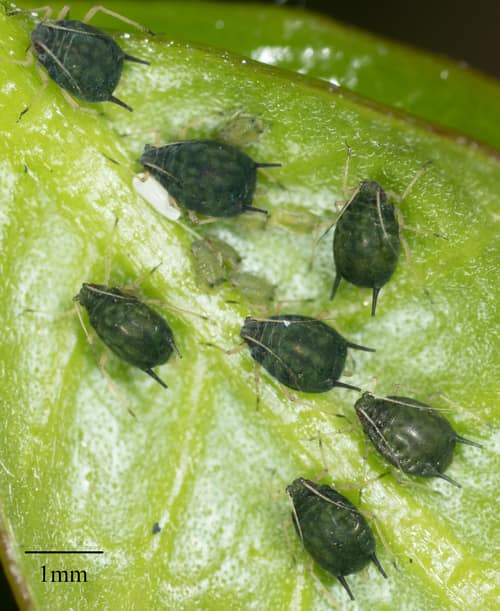 Melon Aphid reference