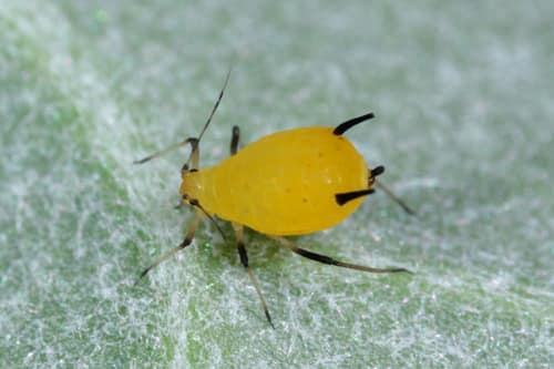 Oleander Aphid reference