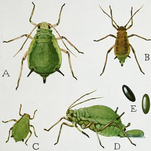 Apple Aphid reference