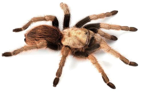 Arizona Blonde Tarantula reference