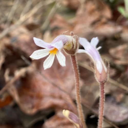 One-flowered Broomrape reference