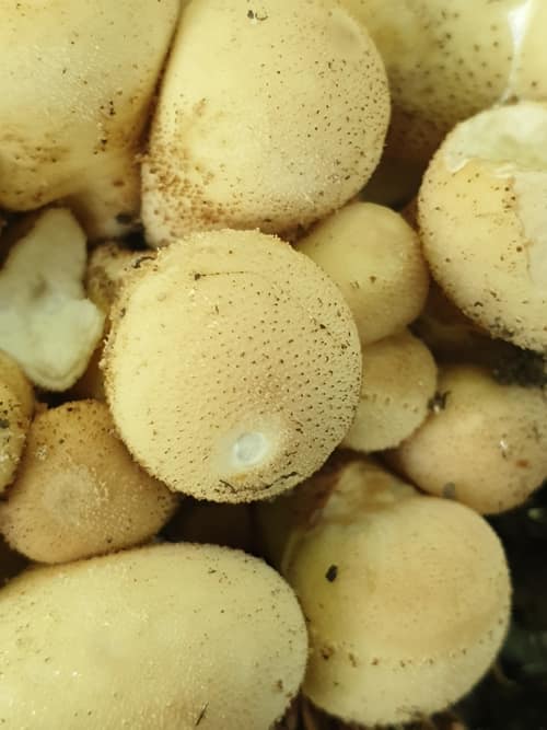 Pear-shaped Puffball reference