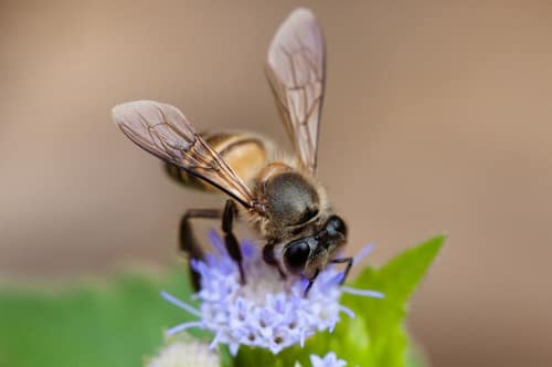 Asian Honey Bee reference