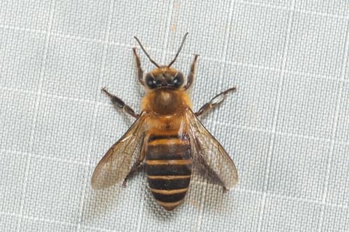 Sunda Honey Bee reference