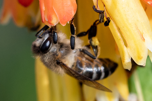 Cape Honey Bee reference