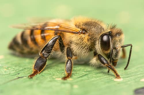African Honeybee reference