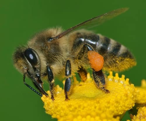 Honey Bee reference