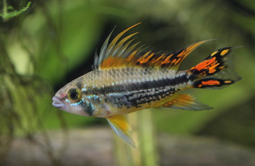 Cockatoo Dwarf Cichlid reference
