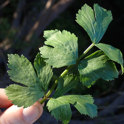 Celery reference