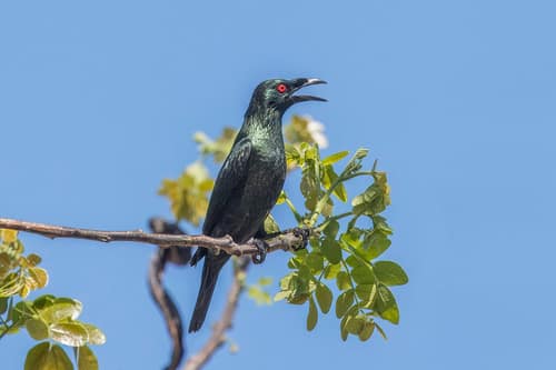 Asian Glossy Starling reference