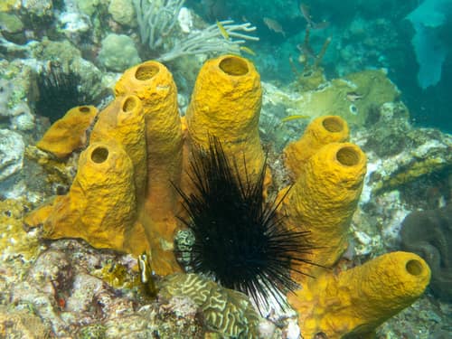 Yellow Tube Sponge reference