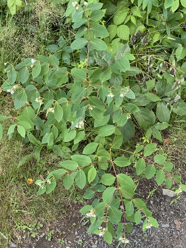 Spreading Dogbane reference