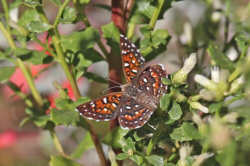 Mormon Metalmark reference