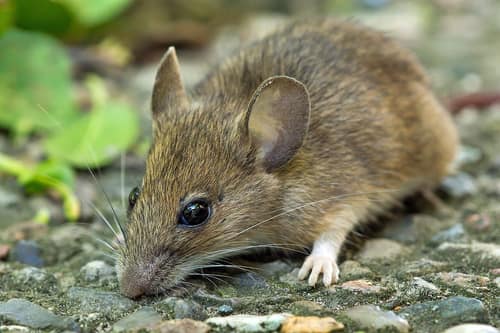 Wood Mouse reference