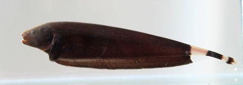 Black Ghost Knifefish reference