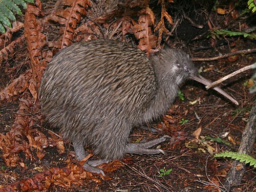 Southern Brown Kiwi reference
