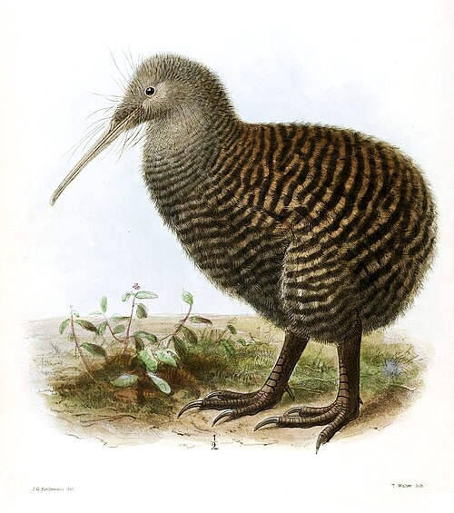 Great Spotted Kiwi reference