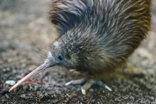 North Island Brown Kiwi reference