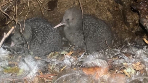 Little Spotted Kiwi reference