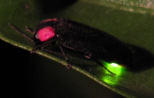 Heike Firefly reference