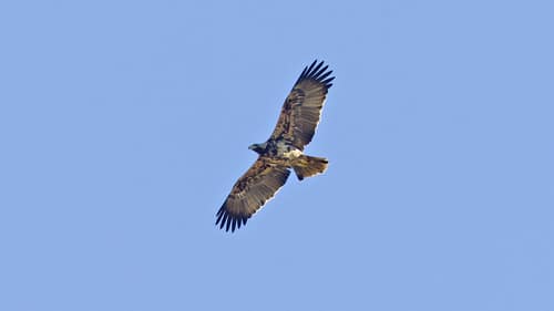 Spanish Imperial Eagle reference