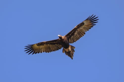 Wedge-tailed Eagle reference