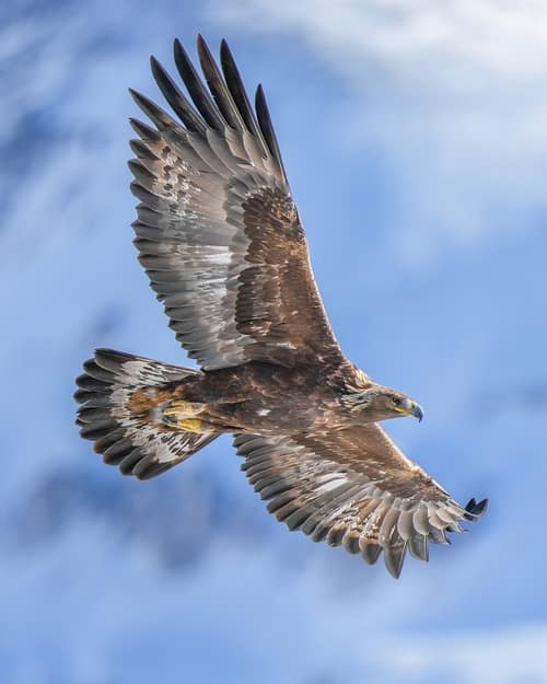 Golden Eagle reference
