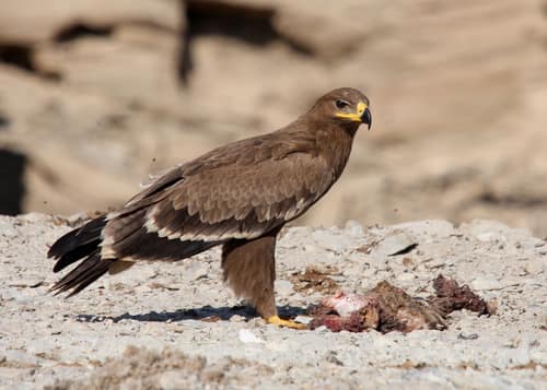Steppe Eagle reference