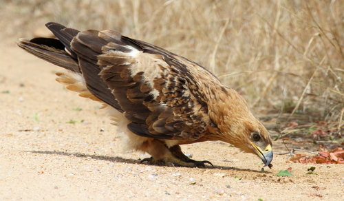 Tawny Eagle reference