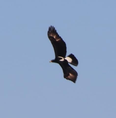 Verreaux's Eagle reference