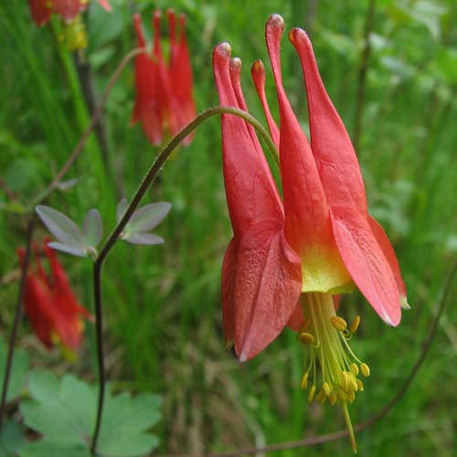 Wild Columbine reference