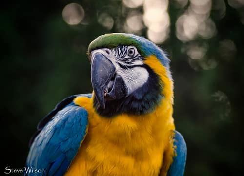 Blue-and-yellow Macaw reference